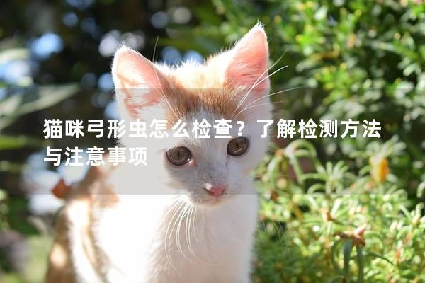 貓咪弓形蟲怎么檢查？了解檢測(cè)方法與注意事項(xiàng)