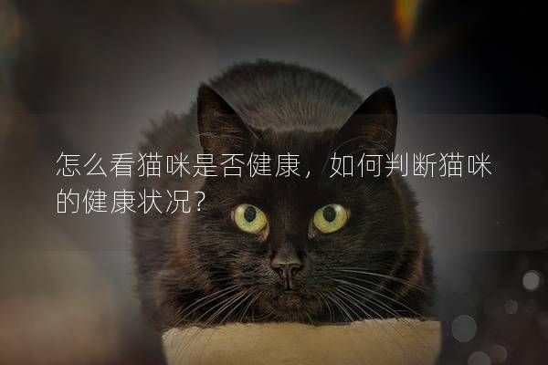 怎么看貓咪是否健康，如何判斷貓咪的健康狀況？
