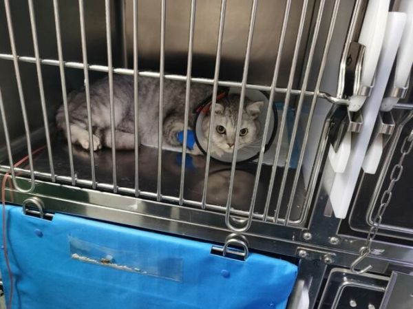 貓咪泌尿健康指南:預(yù)防與治療下泌尿道癥候群