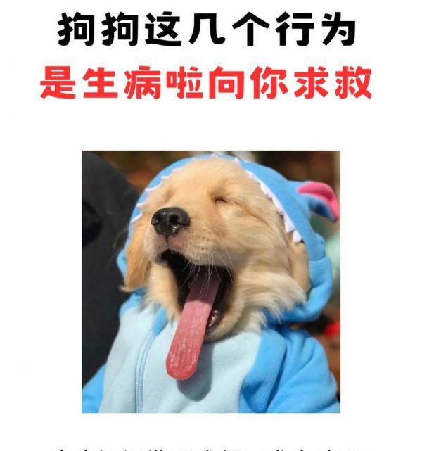 如何判断你的宠物小狗是否患病？（从行为和身体状况来判断，宠物的健康需要关注。）
