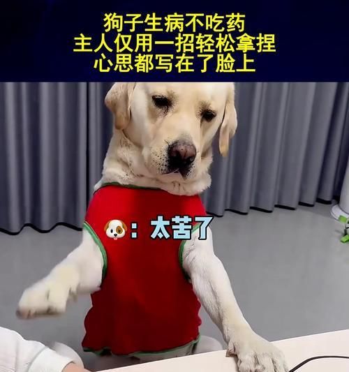 如何判断你的宠物小狗是否患病？（从行为和身体状况来判断，宠物的健康需要关注。）