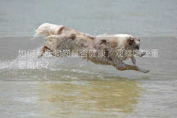 如何判断狗狗是否健康，观察哪些重要指标？