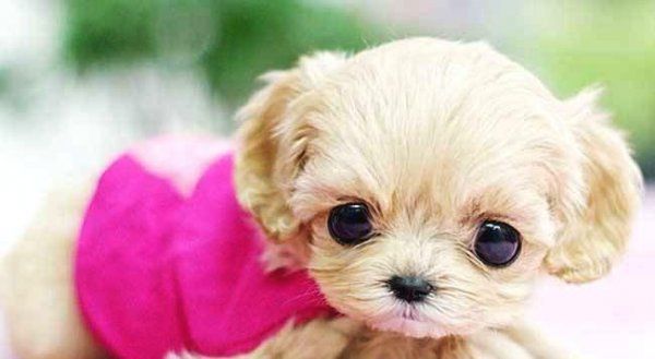 茶杯犬怎么养