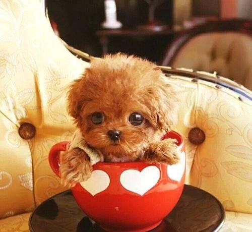 茶杯犬怎么养