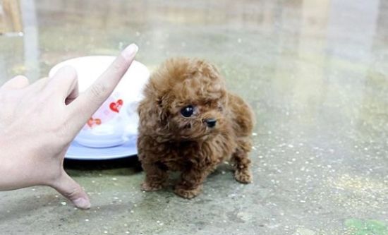 給你說說，茶杯犬怎么養(yǎng)得好？