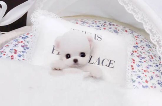 給你說說，茶杯犬怎么養(yǎng)得好？