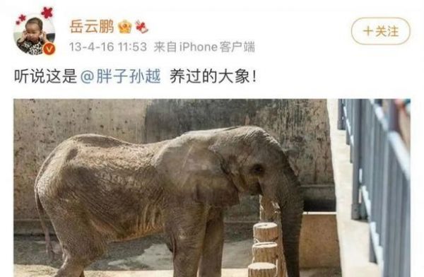 《茶杯犬的饲养技巧》（掌握这些技巧，让你的茶杯犬健康快乐）
