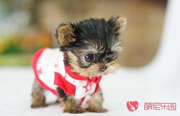 茶杯犬应该怎么养才更健康
