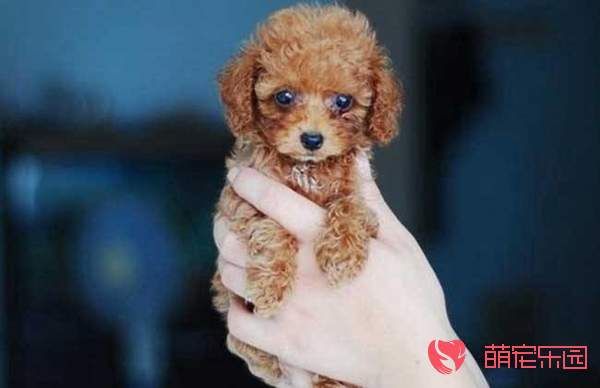 茶杯犬应该怎么养才更健康