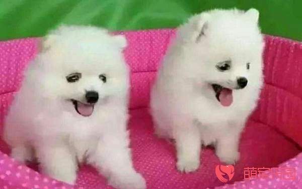 茶杯犬应该怎么养才更健康