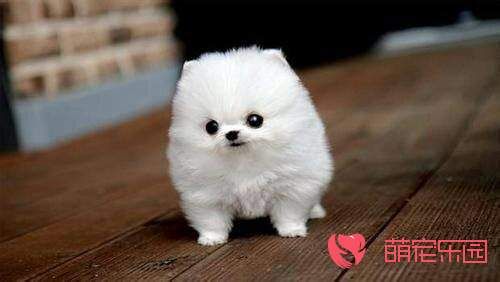 茶杯犬应该怎么养才更健康