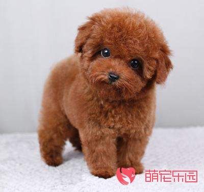 茶杯犬应该怎么养才更健康