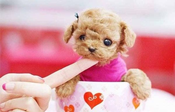 茶杯犬應(yīng)該怎么養(yǎng)才好呢？茶杯犬飼養(yǎng)方法介紹