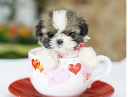 茶杯犬應(yīng)該怎么養(yǎng)才好呢？茶杯犬飼養(yǎng)方法介紹