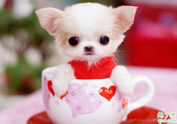 茶杯犬容易養(yǎng)活嗎 ?飼養(yǎng)茶杯犬要注意什么1