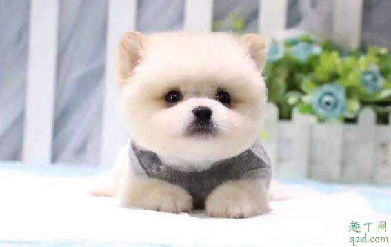 茶杯犬容易養(yǎng)活嗎 ?飼養(yǎng)茶杯犬要注意什么2
