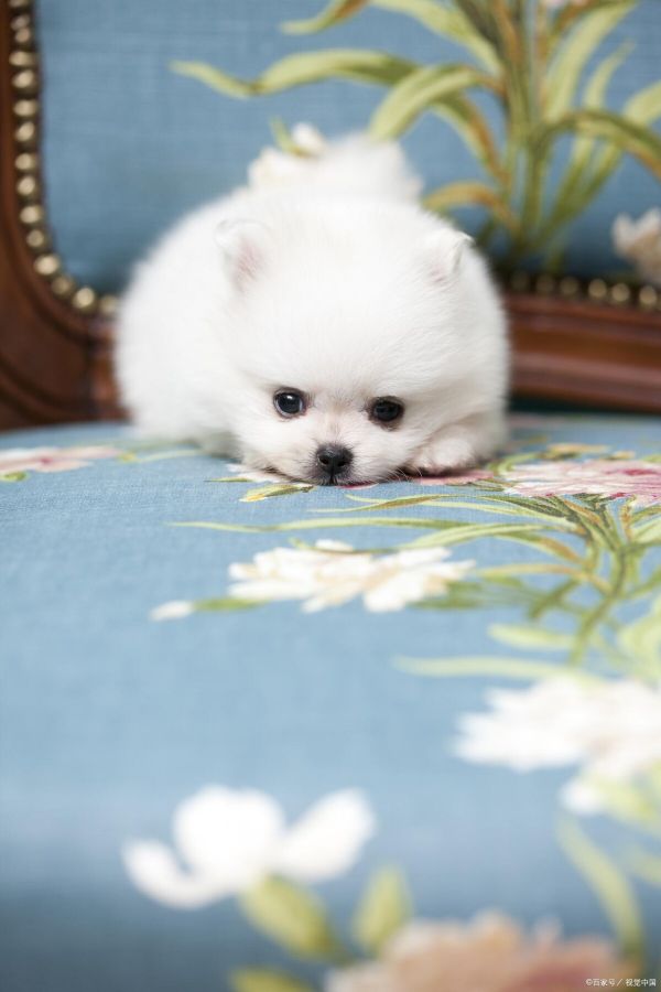 茶杯犬好不好養(yǎng)，壽命多長？