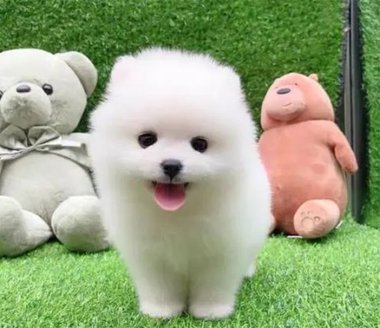 想養(yǎng)茶杯犬？你可能要先看看這篇文章
