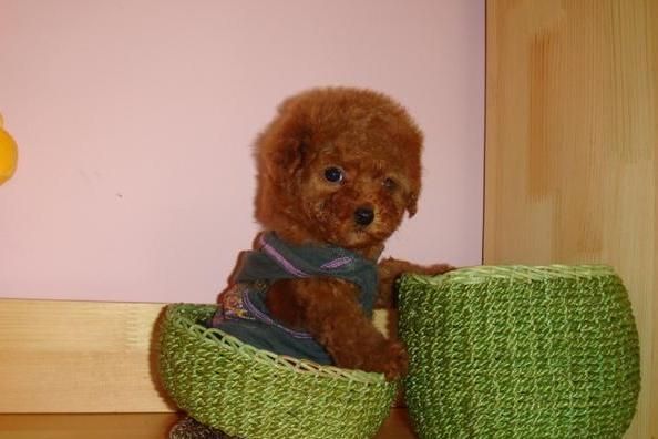 让小编来教你怎样饲养一只可爱的茶杯犬泰迪犬