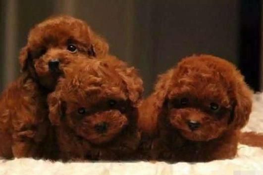 让小编来教你怎样饲养一只可爱的茶杯犬泰迪犬
