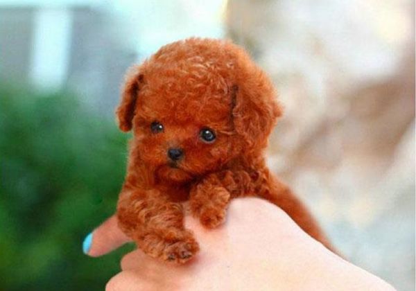 让小编来教你怎样饲养一只可爱的茶杯犬泰迪犬