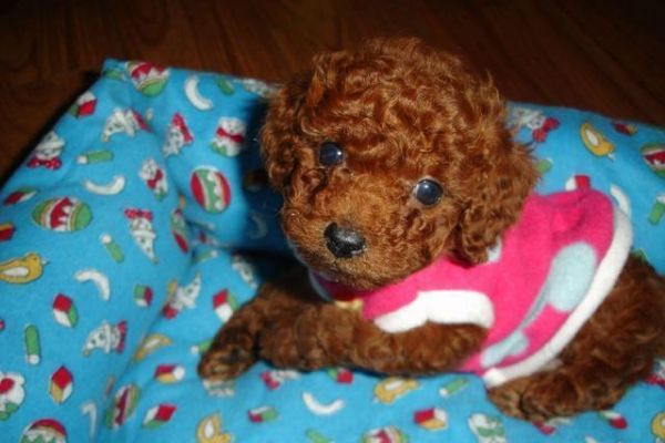 让小编来教你怎样饲养一只可爱的茶杯犬泰迪犬