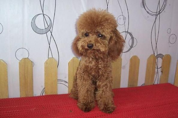 让小编来教你怎样饲养一只可爱的茶杯犬泰迪犬