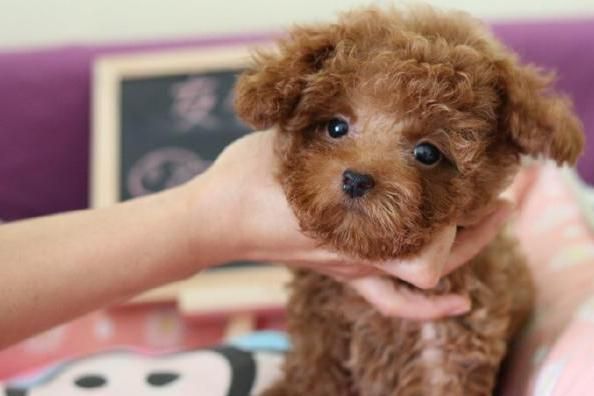 让小编来教你怎样饲养一只可爱的茶杯犬泰迪犬