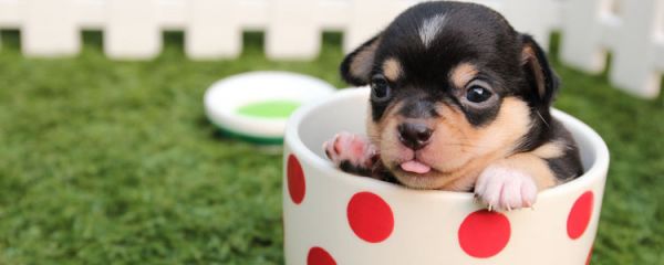 茶杯犬能活多久 怎么養(yǎng)更長壽