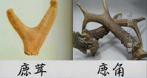 鹿茸