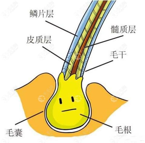 头发不健康主要是毛囊出现问题了