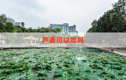 蘆薈可以吃嗎