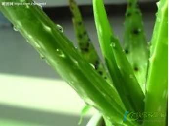 蘆薈去痘,蘆薈去痘效果怎么樣,蘆薈都可以吃嗎
