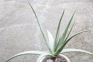 蘆薈