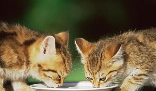 猫咪到底喝什么水？要怎么喝才健康？