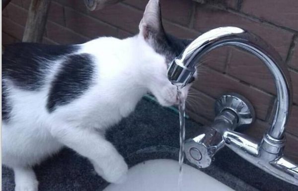 猫咪到底喝什么水？要怎么喝才健康？