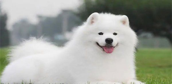 萨摩耶幼犬怎么看纯不纯