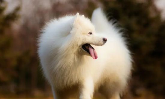 选购时如何观察萨摩耶犬是否健康？