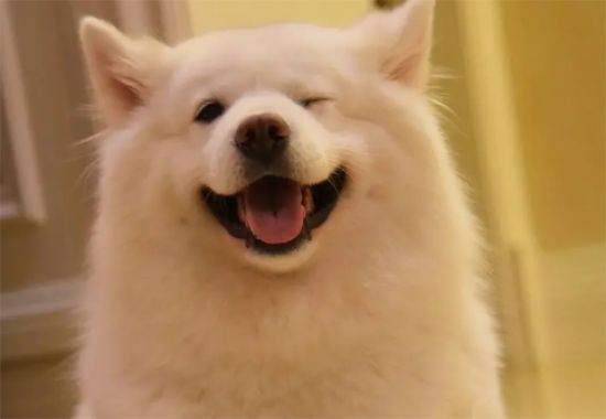选购时如何观察萨摩耶犬是否健康？
