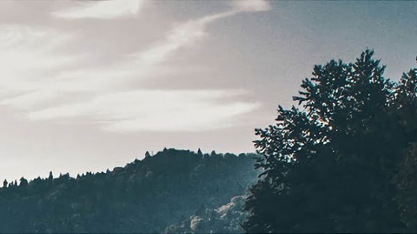 高铁 动物（高铁动物怎么处理）