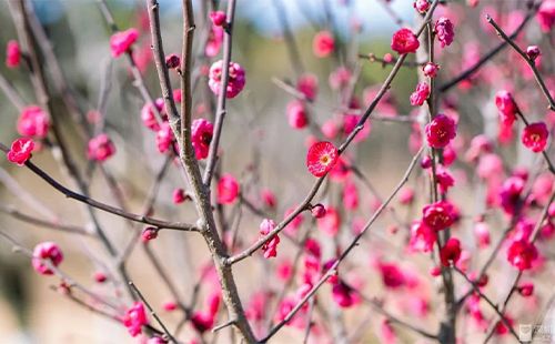 上海世紀公園梅花開了嗎2023年(最佳觀賞時間)