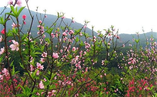每年氣溫什么時(shí)候回升 全國氣溫快速回升怎么回事