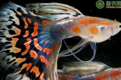 孔雀魚(yú)喂食指南：挑選優(yōu)質(zhì)魚(yú)食，打造完美魚(yú)缸生態(tài)