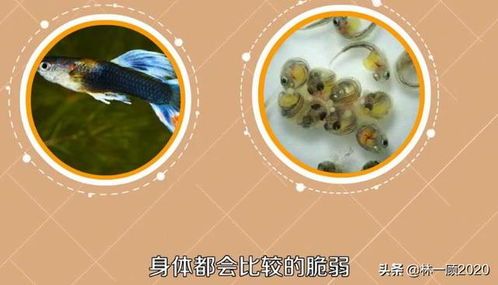 孔雀魚(yú)喂食指南：挑選優(yōu)質(zhì)魚(yú)食，打造完美魚(yú)缸生態(tài)
