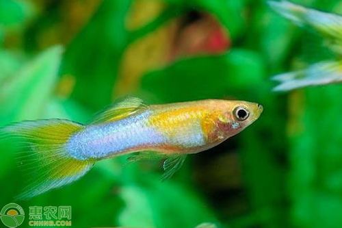 孔雀魚(yú)喂食指南：挑選優(yōu)質(zhì)魚(yú)食，打造完美魚(yú)缸生態(tài)