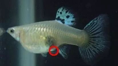 孔雀魚繁殖全攻略：養(yǎng)護技巧、注意事項一網(wǎng)打盡