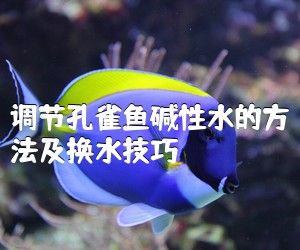 調(diào)節(jié)孔雀魚堿性水的方法及換水技巧