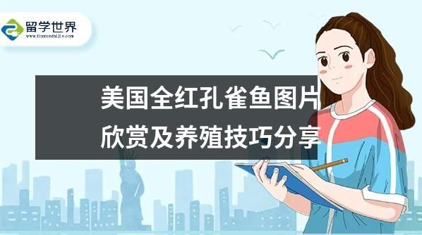 美国全红孔雀鱼图片欣赏及养殖技巧分享