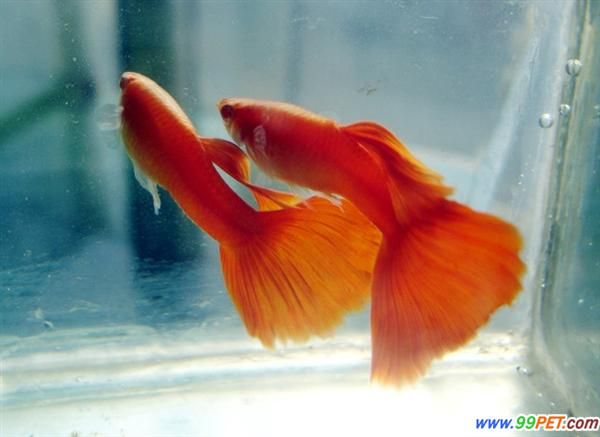 孔雀魚縱談：孔雀魚的選購