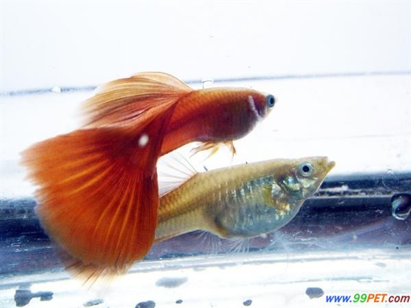 孔雀魚縱談：孔雀魚的選購
